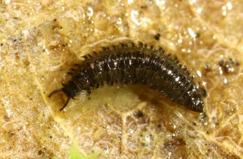 Tonnoiriella sp.